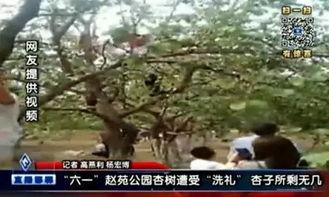 邯郸大树爆料事件视频,揭秘背后真相  第2张